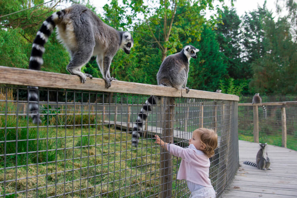 Zoo Poznań – Zwiedzanie, bilety, atrakcje