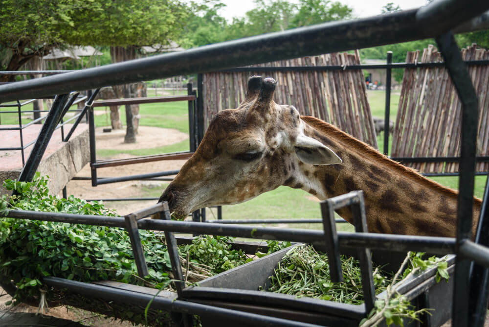 Zoo Warszawa – Informacje, cennik, atrakcje